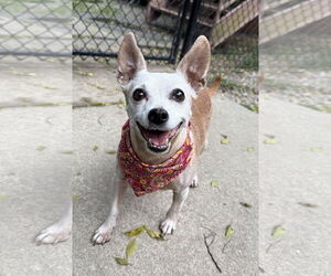 Chihuahua-Unknown Mix Dogs for adoption in Caribou, ME, USA