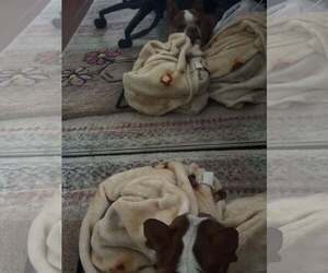 Boston Terrier Dogs for adoption in Palatka, FL, USA