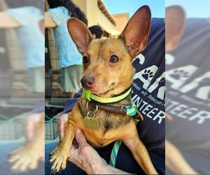 Chihuahua-Unknown Mix Dogs for adoption in Ventura, CA, USA