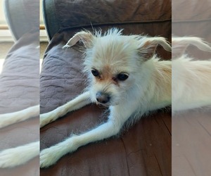 Chihuahua-Unknown Mix Dogs for adoption in Andover, MN, USA