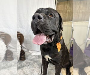 Mastiff Dogs for adoption in Goodyear, AZ, USA