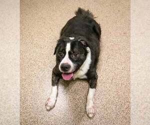 Mastiff-Saint Bernard Mix Dogs for adoption in Kennesaw, GA, USA