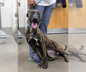 Greyhound-Pharaoh Hound Mix Dogs for adoption in Forestville, MD, USA
