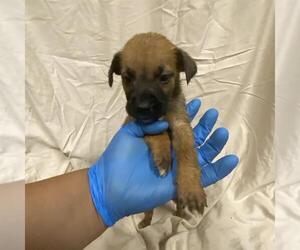 Boxer-Unknown Mix Dogs for adoption in Modesto, CA, USA