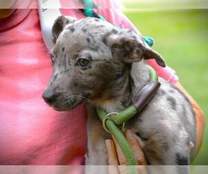 Catahoula Leopard Dog-Labrador Retriever Mix Dogs for adoption in Tallahassee, FL, USA