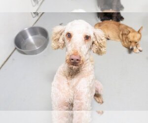 Poodle (Standard) Dogs for adoption in Studio City, CA, USA