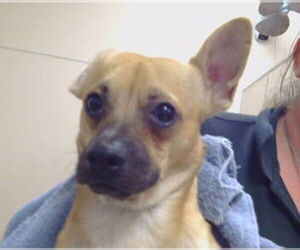 Chihuahua Dogs for adoption in Sacramento, CA, USA
