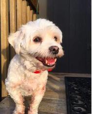Bichon Frise Dogs for adoption in Mission, KS, USA