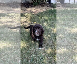 Mutt Dogs for adoption in Hillsboro, MO, USA