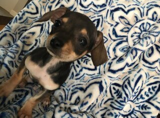 Chiweenie Dogs for adoption in Redding, CA, USA