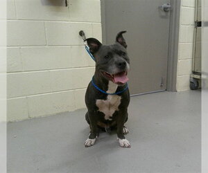 Mutt Dogs for adoption in Sanford, FL, USA