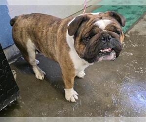 Bulldog Dogs for adoption in Camarillo, CA, USA