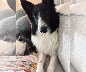 Collie-Unknown Mix Dogs for adoption in Doylestown, PA, USA