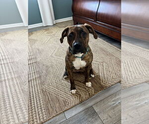 Mutt Dogs for adoption in Farmington, MN, USA