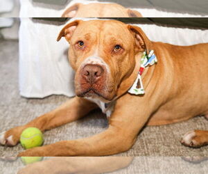 Bullypit Dogs for adoption in Princeton, MN, USA