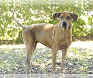 Black Mouth Cur Dogs for adoption in Tavares, FL, USA