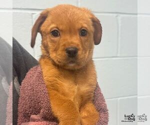 Labrador Retriever-Unknown Mix Dogs for adoption in Washington, DC, USA