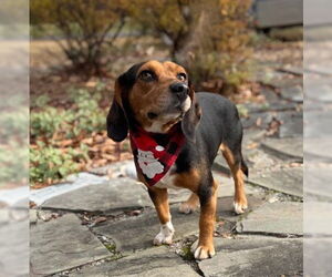 Medium Photo #1 Beagle-Unknown Mix Puppy For Sale in Warrenton, VA, USA