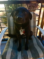 Borador Dogs for adoption in Charlotte, NC, USA