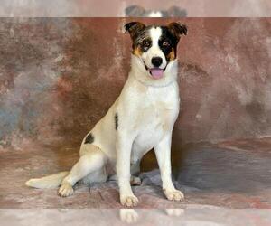 Mutt Dogs for adoption in West Valley, UT, USA
