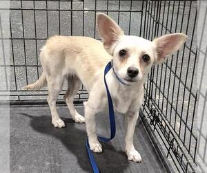 Chihuahua Dogs for adoption in Bakersfield, CA, USA
