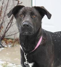 Shepradors Dogs for adoption in Menominee, MI, USA