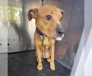 American Staffordshire Terrier-Unknown Mix Dogs for adoption in San Antonio, TX, USA