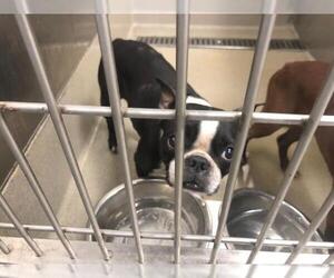 Boston Terrier Dogs for adoption in Fort Lauderdale, FL, USA