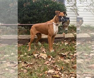 Boxer Dogs for adoption in HOPKINSVILLE/PRINCETON, KY, NH, USA