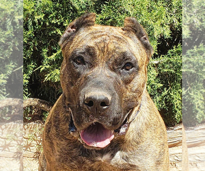 Presa Canario Dogs for adoption in Albuquerque, NM, USA