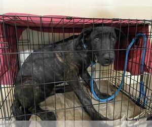 Mutt Dogs for adoption in Pasadena, CA, USA