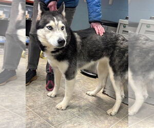 Siberian Husky Dogs for adoption in Rustburg, VA, USA