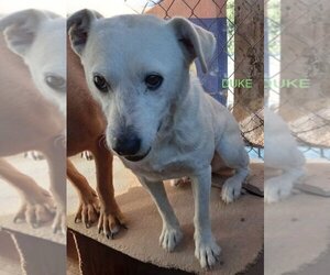 Mutt Dogs for adoption in Woodland Hills, CA, USA