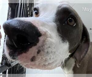 American Pit Bull Terrier-Unknown Mix Dogs for adoption in Augusta, GA, USA