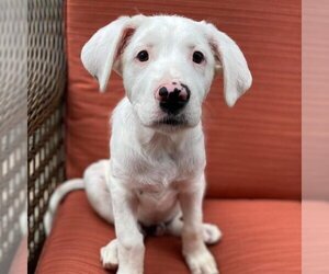 Border-Aussie Dogs for adoption in San Diego, CA, USA