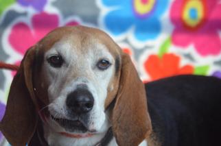 Treeing Walker Coonhound Dogs for adoption in Middletown, NY, USA