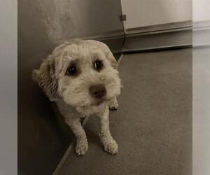 Poodle (Miniature)-Unknown Mix Dogs for adoption in Modesto, CA, USA