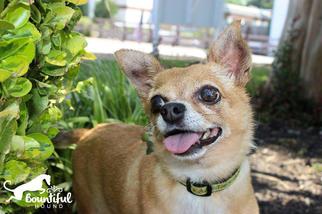 Chihuahua Dogs for adoption in Leonardtown, MD, USA
