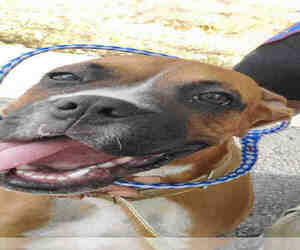 Boxer Dogs for adoption in Georgetown, TX, USA