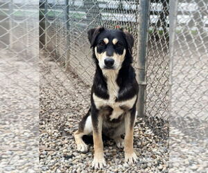 Retriever -Unknown Mix Dogs for adoption in Manchester, MO, USA