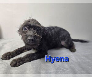 ShiChi Dogs for adoption in Modesto, CA, USA