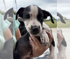 American Pit Bull Terrier-Unknown Mix Dogs for adoption in Bolivar, MO, USA