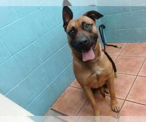 German Shepherd Dog Dogs for adoption in Downey, CA, USA