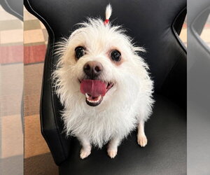 Mutt Dogs for adoption in Rocky Mount, NC, USA