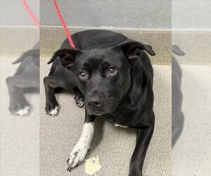 Mutt Dogs for adoption in Las Vegas, NV, USA