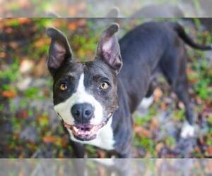 American Staffordshire Terrier Dogs for adoption in Gainesville, FL, USA