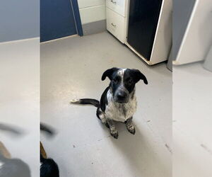 Mutt Dogs for adoption in Corpus Christi, TX, USA