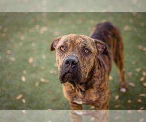 American Pit Bull Terrier Dogs for adoption in Orlando, FL, USA