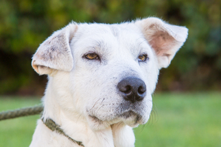 Medium Photo #1 Chinese Shar-Pei-Labrador Retriever Mix Puppy For Sale in El Cajon, CA, USA