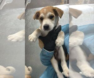 Mutt Dogs for adoption in Calgary, Alberta, Canada